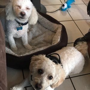 Meet your Posher, Carlos